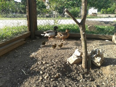 20150602_072824.jpg (245.7 KiB) Osservato 523 volte 20150602_072824.jpg