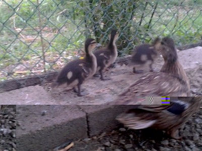 IMG-20150616-WA0000.jpg (134.77 KiB) Osservato 523 volte IMG-20150616-WA0000.jpg