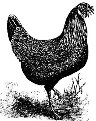 fig04.jpg fig04.jpg