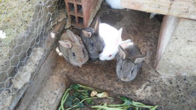 conigli.jpg (366.94 KiB) Osservato 548 volte conigli.jpg