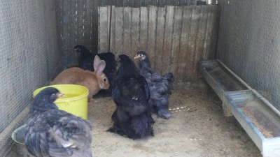 brhama.jpg (388.12 KiB) Osservato 548 volte brhama.jpg