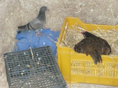 gallina cova 2.jpg (79.58 KiB) Osservato 865 volte gallina cova 2.jpg