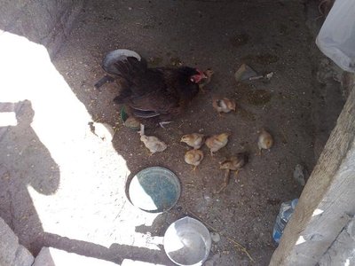 gallina cova.jpg (61.39 KiB) Osservato 865 volte gallina cova.jpg