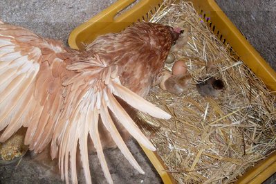 gallina cova 4.jpg (114.58 KiB) Osservato 865 volte gallina cova 4.jpg