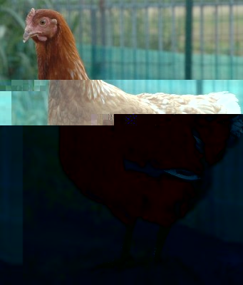 None 05.JPG (102.8 KiB) Osservato 730 volte None 05.JPG