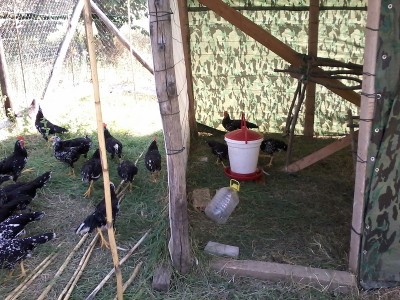 20150717_182408.jpg (269.6 KiB) Osservato 1934 volte 20150717_182408.jpg