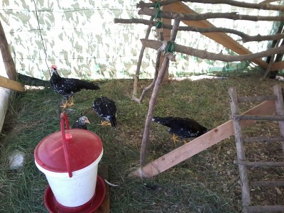 20150717_182424.jpg (241.07 KiB) Osservato 1934 volte 20150717_182424.jpg