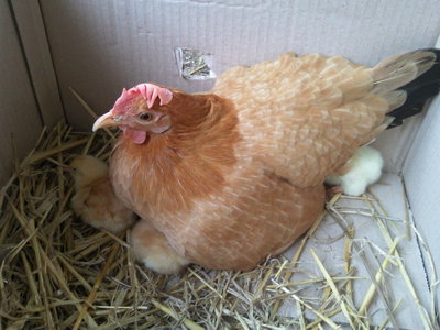 Fotografie-0227.jpg (124.97 KiB) Osservato 773 volte Fotografie-0227.jpg