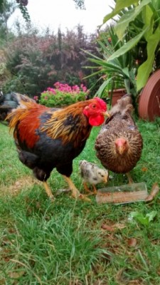 722015202655.jpg (117.33 KiB) Osservato 731 volte 722015202655.jpg