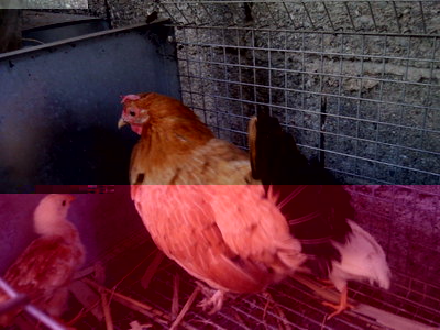 Fotografie-0265.jpg (128.44 KiB) Osservato 773 volte Fotografie-0265.jpg