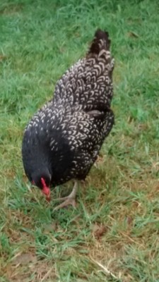 73201502134.jpg (93.44 KiB) Osservato 668 volte 73201502134.jpg