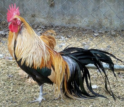 4925c7130a443eb01055c1bc331b8f42.jpg (85.31 KiB) Osservato 786 volte 4925c7130a443eb01055c1bc331b8f42.jpg