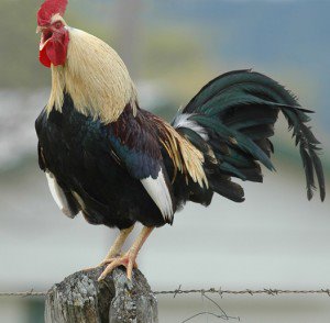 raising-roosters1-300x294.jpg raising-roosters1-300x294.jpg