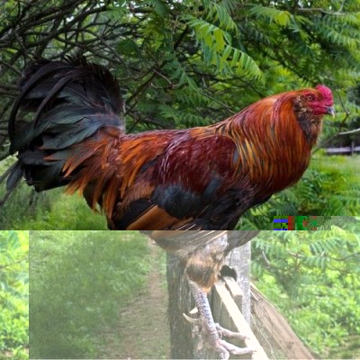 eaf92521ce66f2a7699db49a53f41d20.jpg (63.73 KiB) Osservato 788 volte eaf92521ce66f2a7699db49a53f41d20.jpg