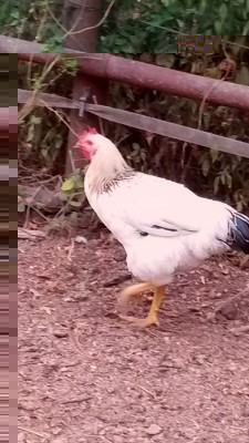 gal.jpg (147.17 KiB) Osservato 443 volte gal.jpg