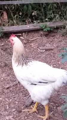 gall.jpg (184.7 KiB) Osservato 443 volte gall.jpg