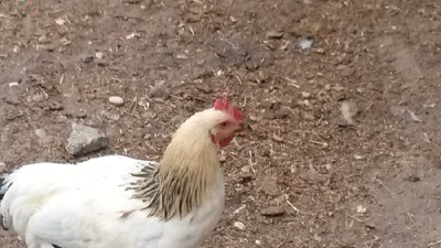 gallo.jpg (143.11 KiB) Osservato 443 volte gallo.jpg