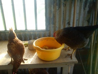 Qui hanno imparato a servirsi da sole... / 2015-08-20 17.jpg 2015-08-20 17.jpg