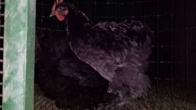 Cocincina Maschio. / rsz_mio_maschio_cocincina.jpg rsz_mio_maschio_cocincina.jpg