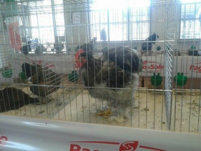 Alternativa Maschio in fiera. / rsz_cocincina_fiera.jpg rsz_cocincina_fiera.jpg