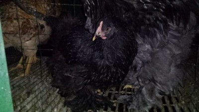 La Femmina Cocincina / rsz_1rsz_1femmina_cocincina ok.jpg rsz_1rsz_1femmina_cocincina ok.jpg