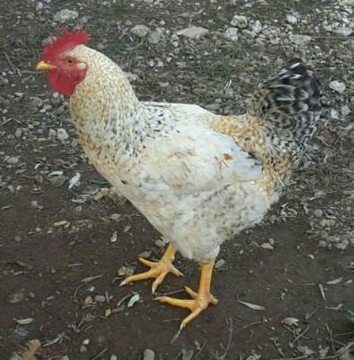 2015-11-07 16.24.08.jpg (350.19 KiB) Osservato 575 volte 2015-11-07 16.24.08.jpg