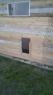 Uscita galline / _IMG_000000_000000.jpg _IMG_000000_000000.jpg