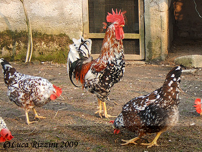 millefiori_di_lonigo3.jpg (451.41 KiB) Osservato 1779 volte millefiori_di_lonigo3.jpg