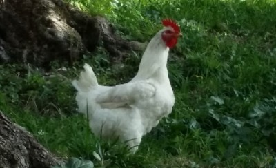 pol1.jpg (146.52 KiB) Osservato 888 volte pol1.jpg