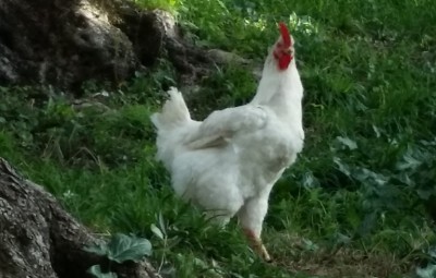 pol2.jpg (156.18 KiB) Osservato 888 volte pol2.jpg