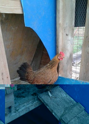 POL1r.JPG (95.54 KiB) Osservato 522 volte POL1r.JPG