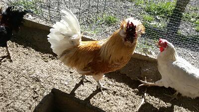 rps20160208_160646.jpg rps20160208_160646.jpg