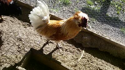 rps20160208_160613.jpg rps20160208_160613.jpg