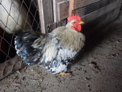 SAM_2501.JPG (304.91 KiB) Osservato 392 volte SAM_2501.JPG