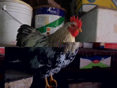 SAM_2508.JPG (186.59 KiB) Osservato 394 volte SAM_2508.JPG