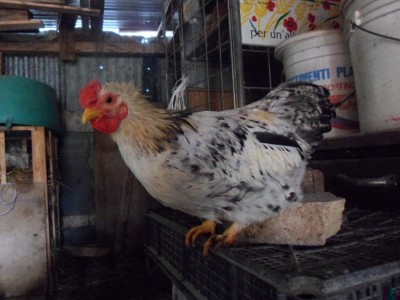 SAM_2516.JPG (221.47 KiB) Osservato 392 volte SAM_2516.JPG