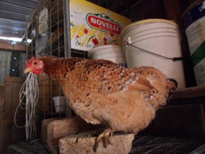 SAM_2519.JPG (218.1 KiB) Osservato 392 volte SAM_2519.JPG