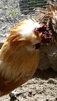 rps20160209_120317.jpg (51.42 KiB) Osservato 520 volte rps20160209_120317.jpg