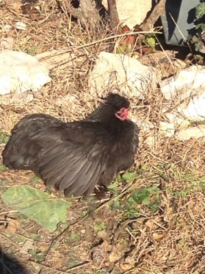 image.jpeg (212.89 KiB) Osservato 350 volte image.jpeg