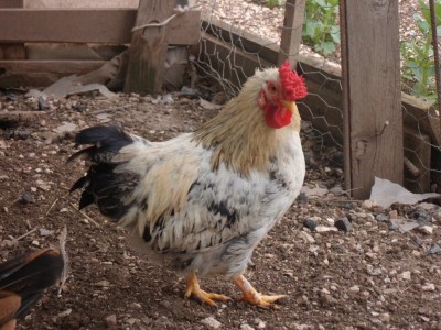 SAM_2543.JPG (320.25 KiB) Osservato 5956 volte SAM_2543.JPG