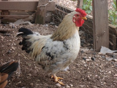 SAM_2544.JPG (346.87 KiB) Osservato 5956 volte SAM_2544.JPG