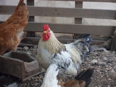 SAM_2553.JPG (288.06 KiB) Osservato 5956 volte SAM_2553.JPG