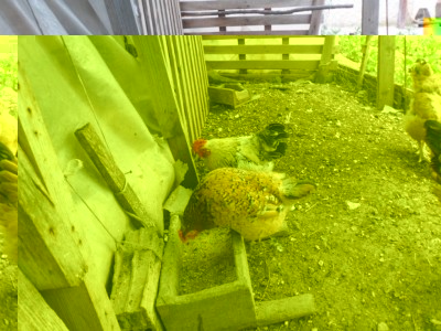 SAM_2566.JPG (323.29 KiB) Osservato 5956 volte SAM_2566.JPG