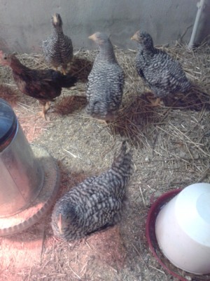 pulcinotti.jpg (181.51 KiB) Osservato 1808 volte pulcinotti.jpg