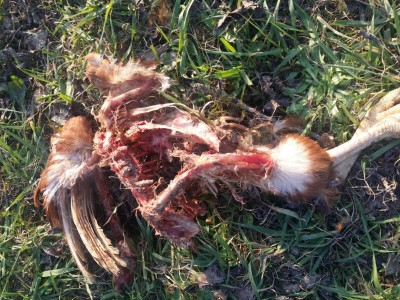 rps20160317_215841.jpg (131.34 KiB) Osservato 3219 volte rps20160317_215841.jpg