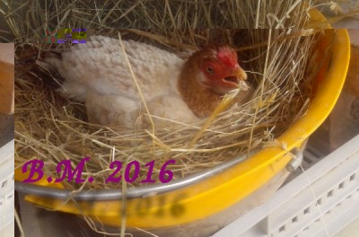 20160329_134523.jpg (87.08 KiB) Osservato 1338 volte 20160329_134523.jpg