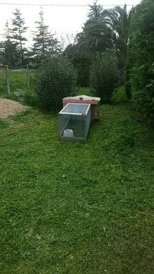 Ora è in questa specie di mini pollaio/gabbione.. / IMG_20160414_222708691.jpg IMG_20160414_222708691.jpg