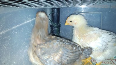 IMG-20160412-WA0019.jpeg (110.97 KiB) Osservato 661 volte IMG-20160412-WA0019.jpeg