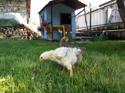 20160409_115218.jpg (162.19 KiB) Osservato 661 volte 20160409_115218.jpg