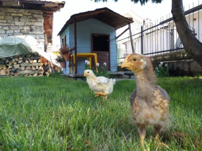 20160409_115200.jpg (154.37 KiB) Osservato 661 volte 20160409_115200.jpg